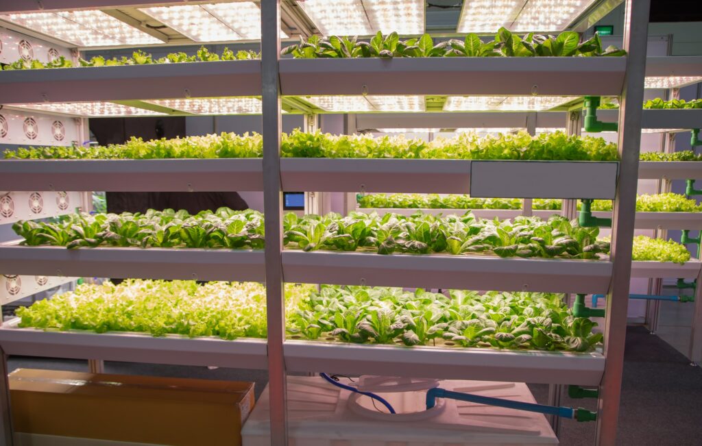 Large room filled with shelving units housing growing plants.