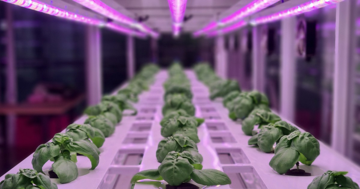 plants being grown in a vertical farm