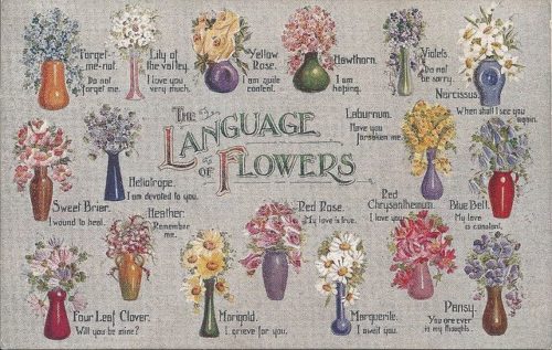 language of flowers 